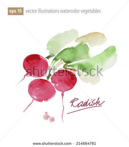 Vector radish for free download about (5) vector radish. sort by.