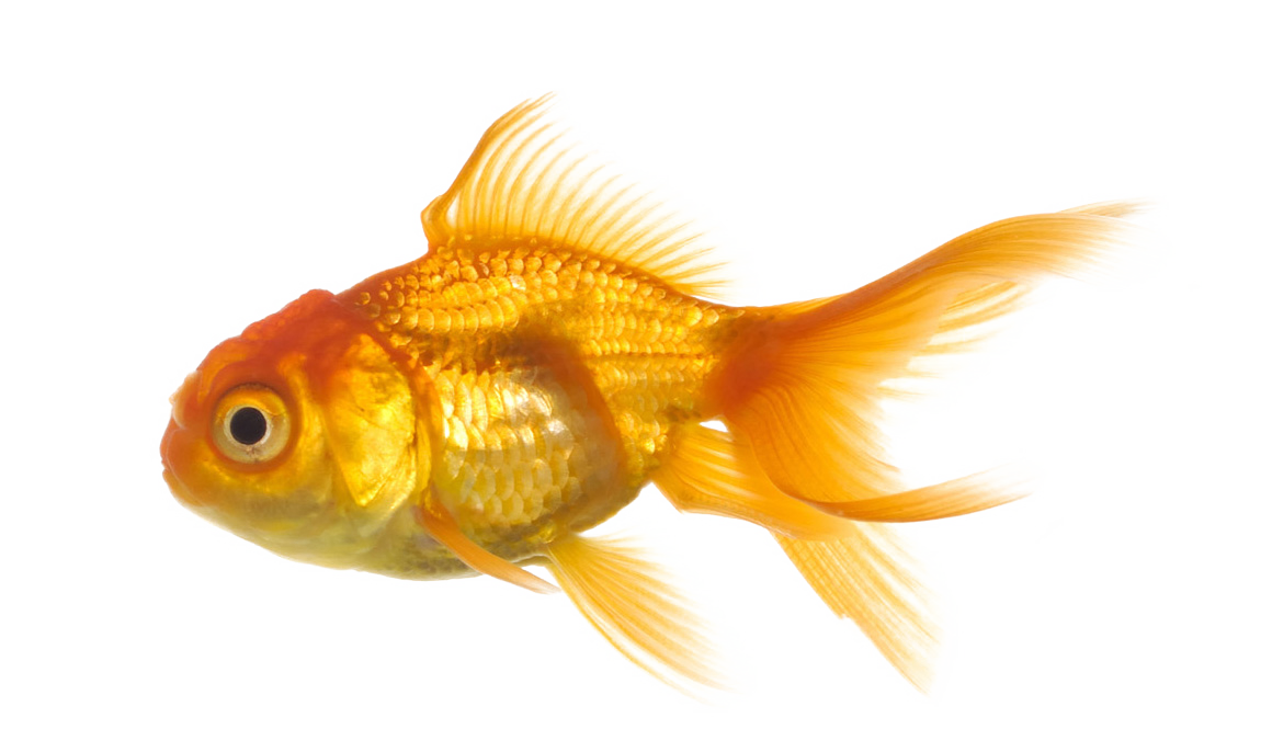 fish clipart transparent 20 free Cliparts | Download images on