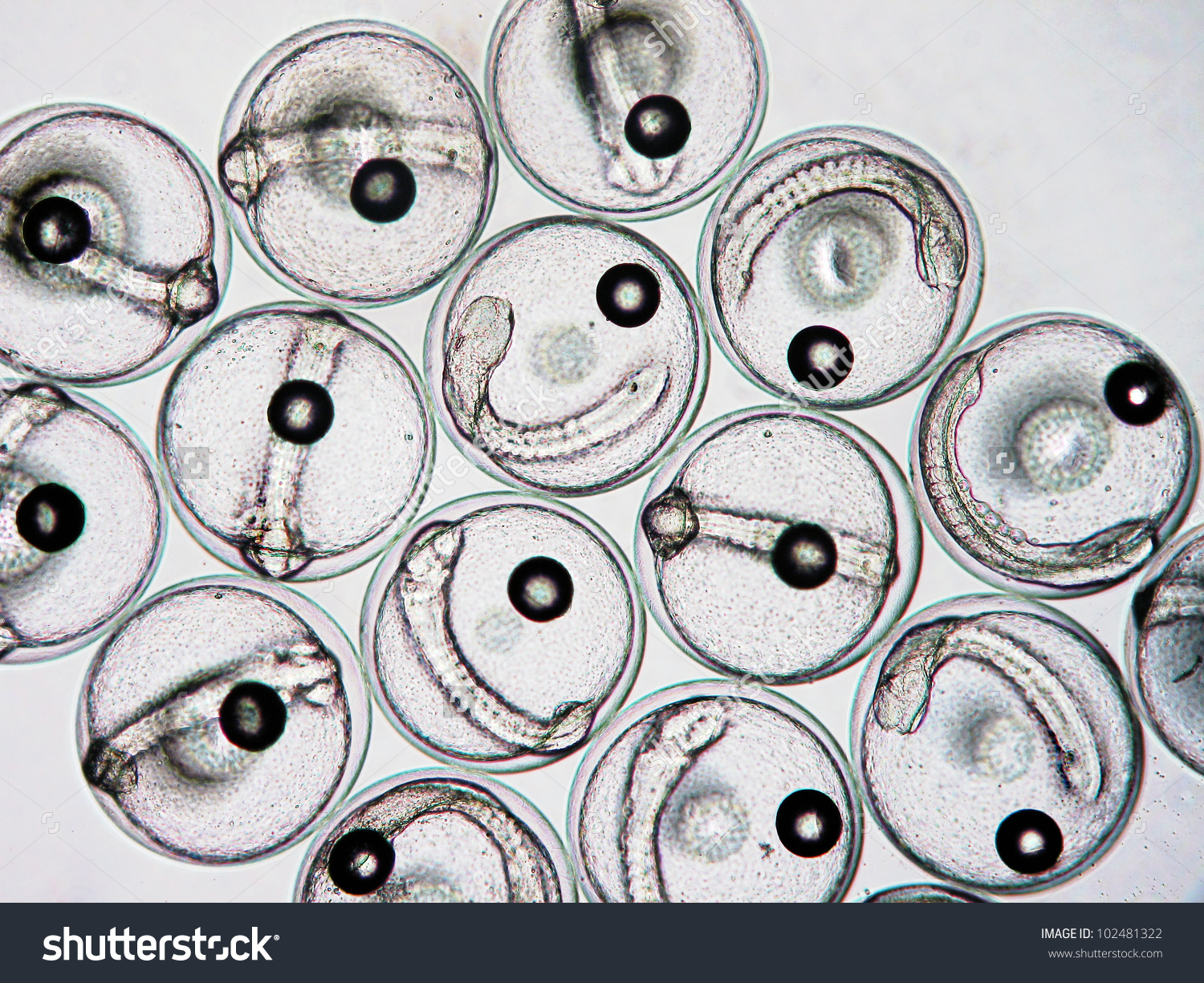 Developing Fish Eggs Under Light Microscope Stock Photo 102481322.
