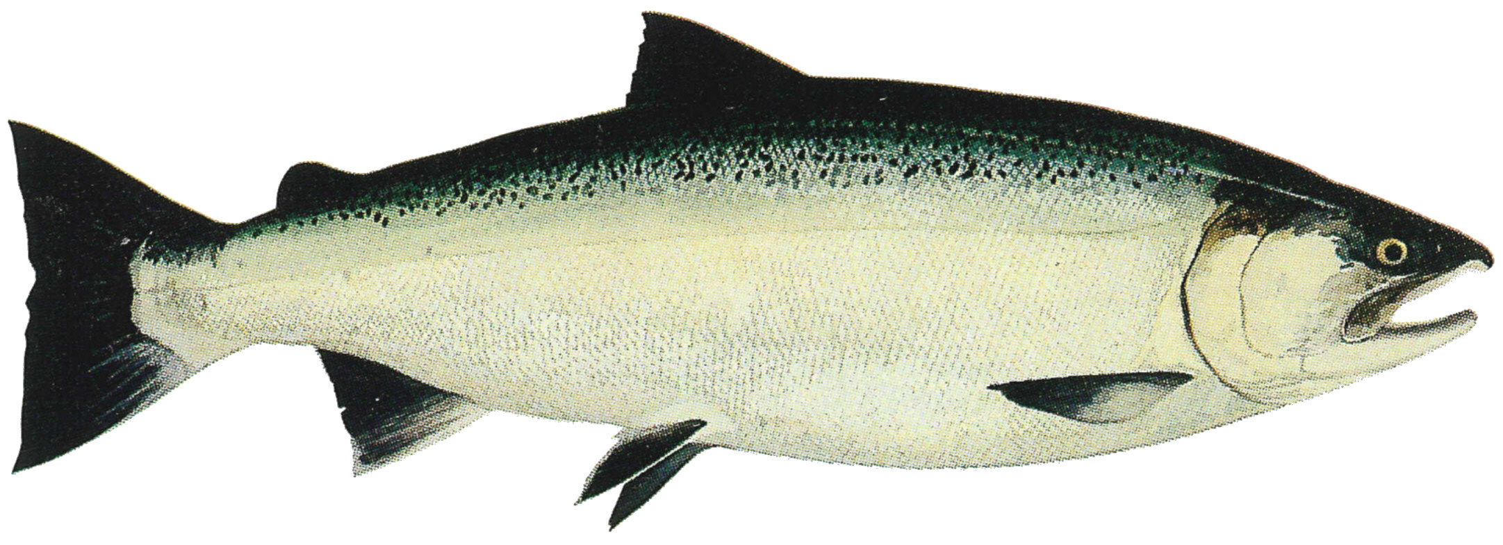 Кижуч рыба польза вред. Кижуч Тихоокеанский лосось. Кета Дальневосточная. Рыба кижуч и кета. Кижуч (Oncorhynchus kisutch).