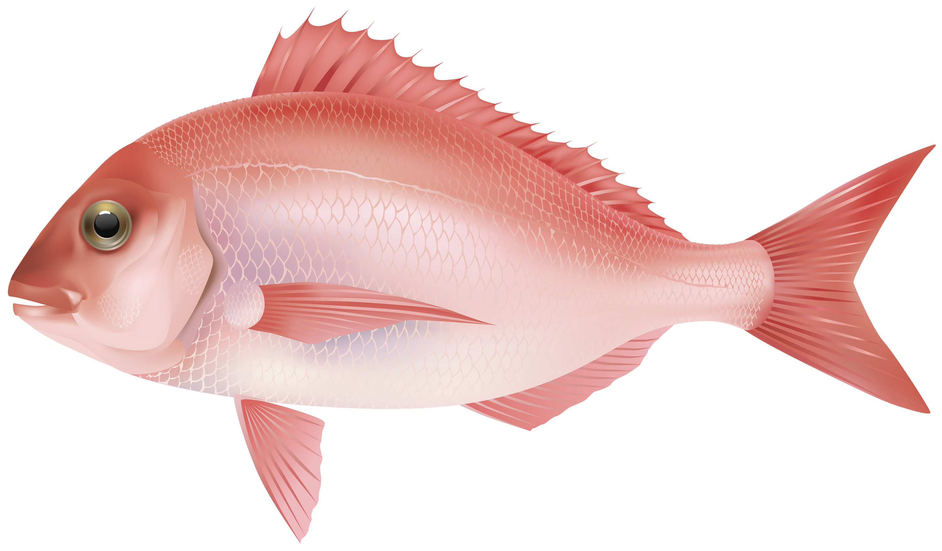 Fish PNG image, free download.
