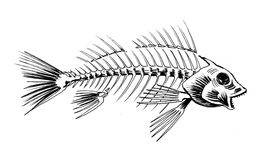 Fish Skeleton Stock Illustrations.