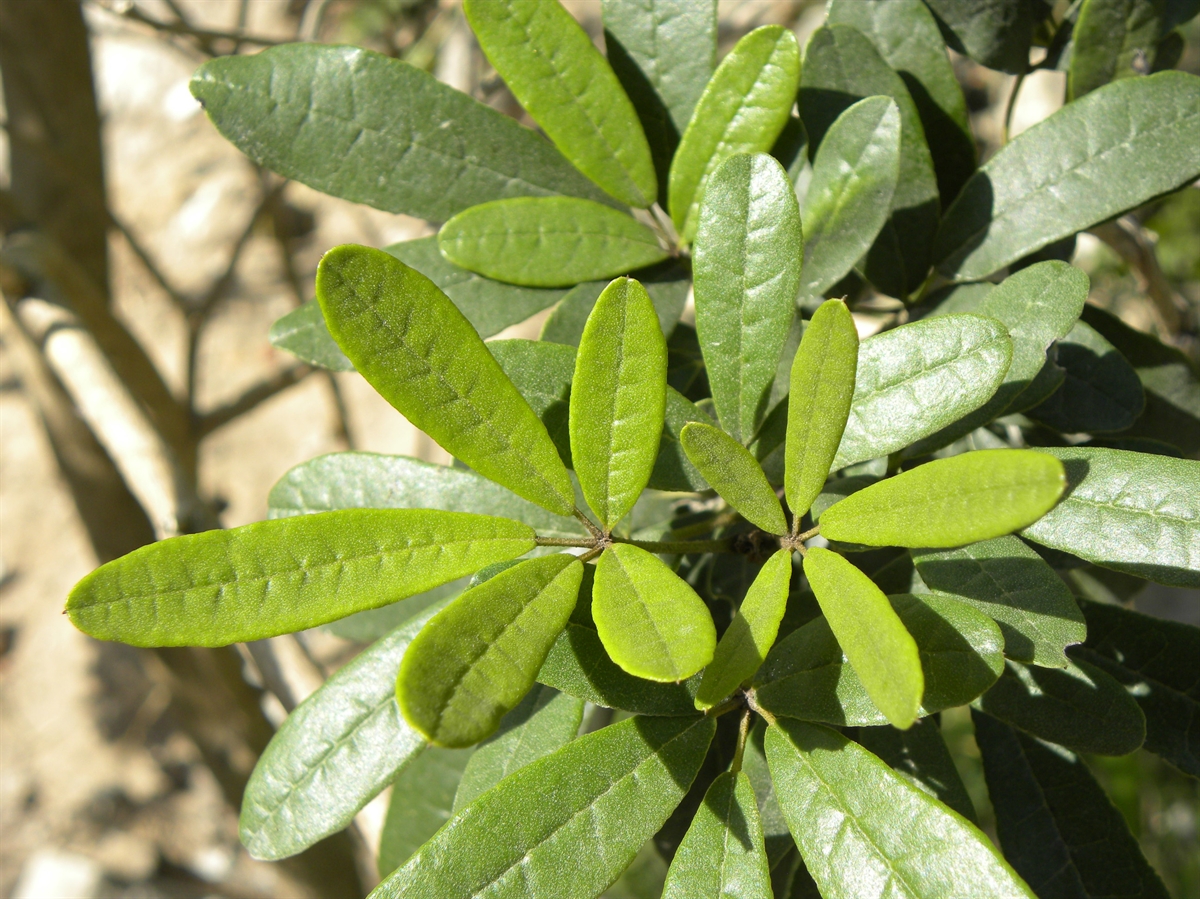 Five finger grass plant