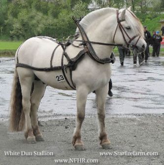 Clipart of silver fjord horses.