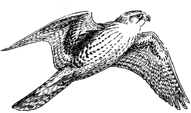 Best Falcon Clip Art #15454.
