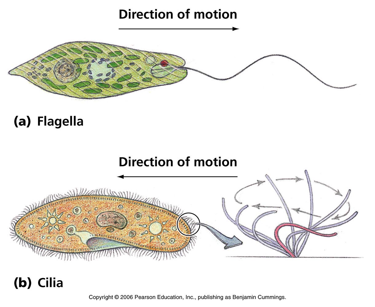 flagella 20 free Cliparts | Download images on Clipground 2021