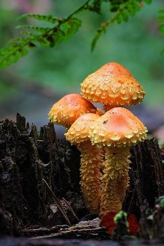 1000+ images about Mushrooms on Pinterest.