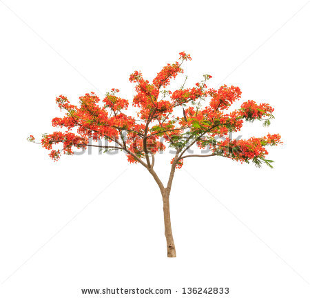 The flamboyant tree clipart.