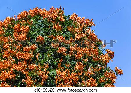 Stock Photo of Close up Orange trumpet, Flame flower, Fire.