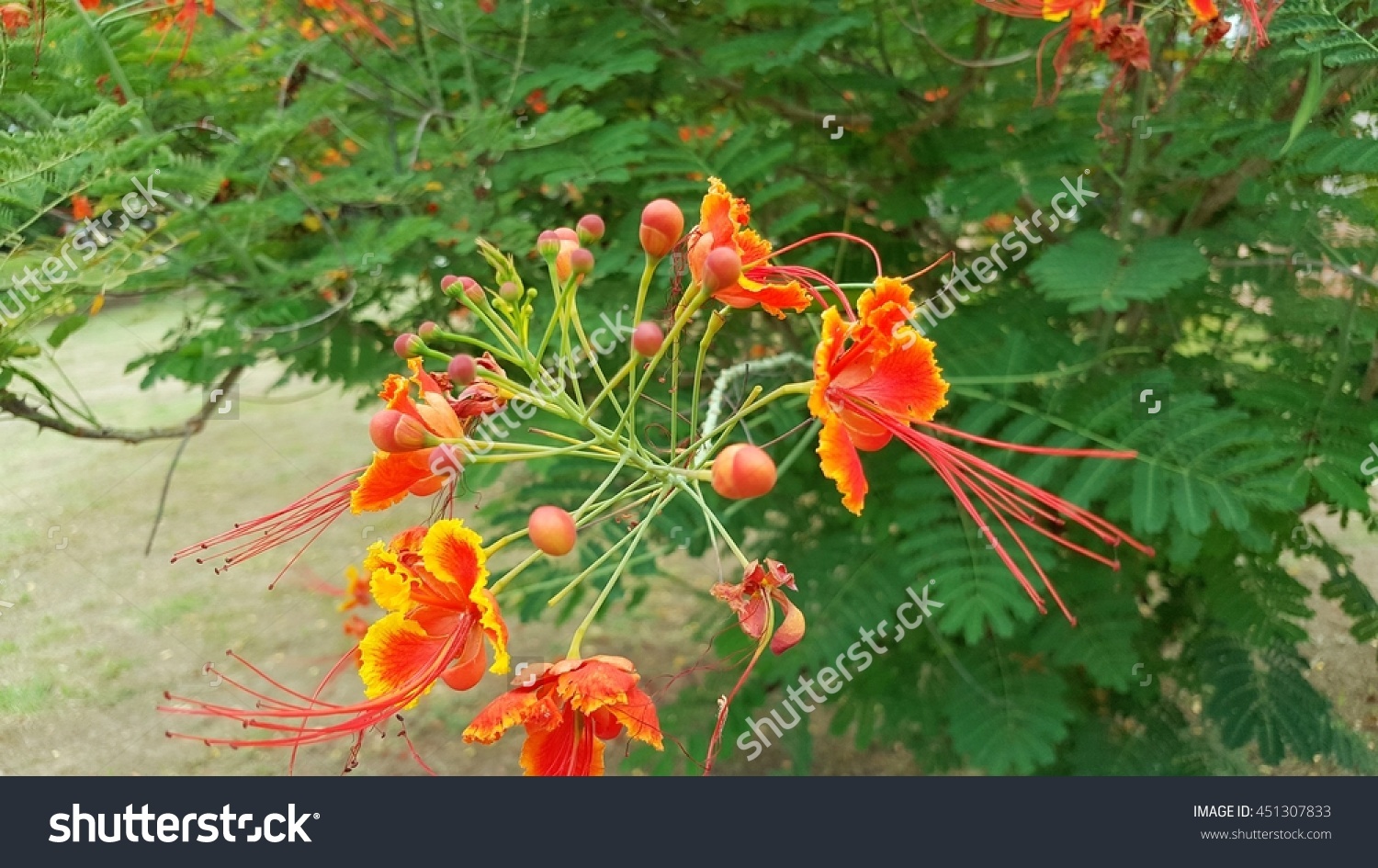 Flame flower panicle clipart 20 free Cliparts | Download images on ...