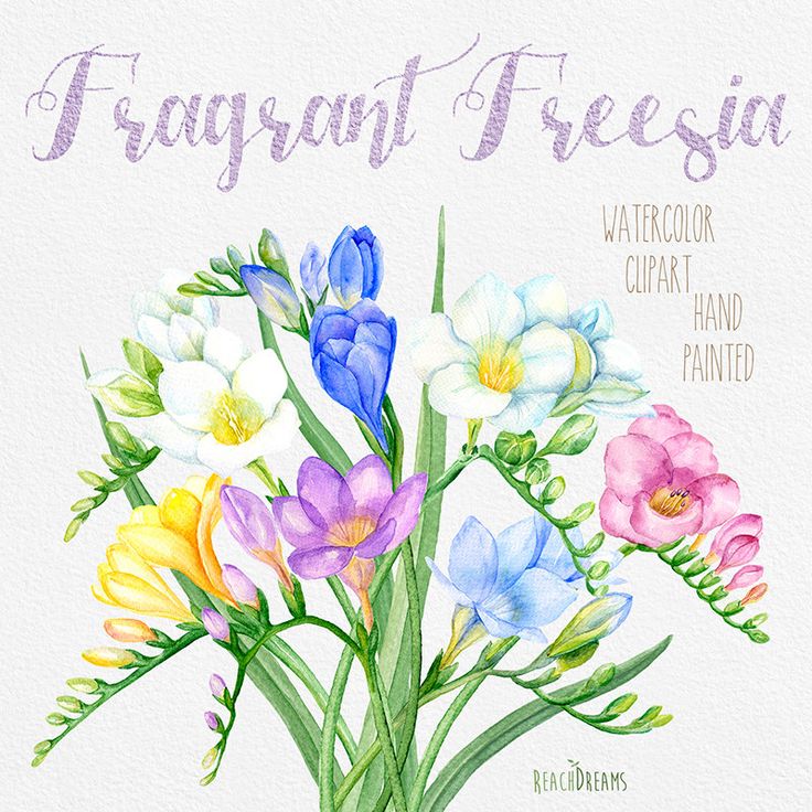 1000+ ideas about Freesia Flowers on Pinterest.