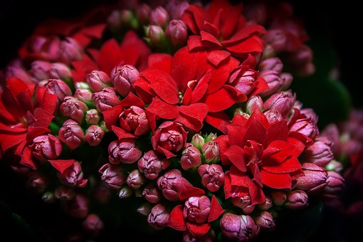 Free photo Red Flowers Flaming Käthchen Flower Plant.