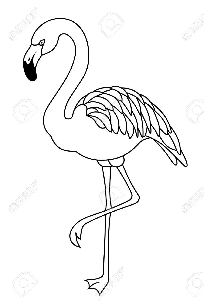 Flamingo black white bird isolated illustration vector.