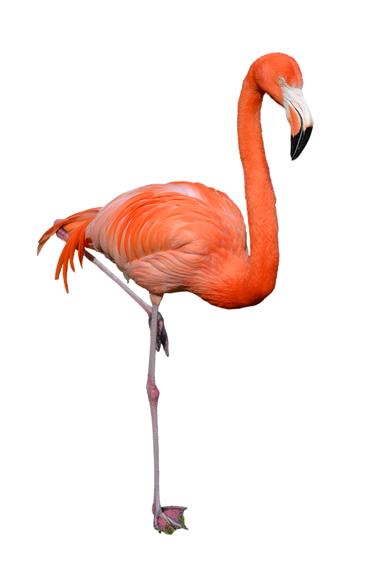 Free Flamingo Clipart Black And White, Download Free Clip.