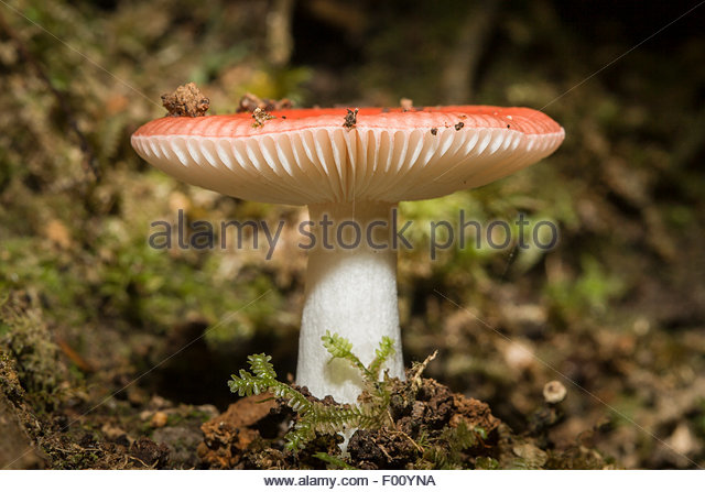 Fungi Orange Mushroom Stock Photos & Fungi Orange Mushroom Stock.