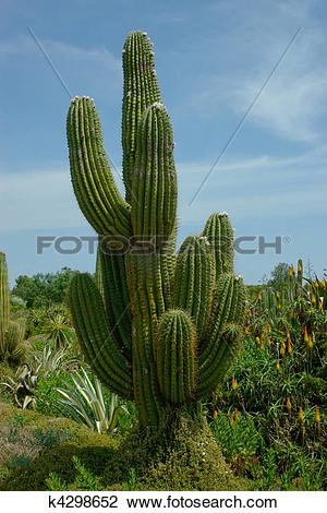 Clip Art of Beautiful cactus with a few thick fleshy stems covered.