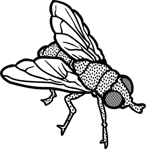 768 fly clipart image.