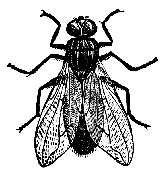 Fly images clip art.