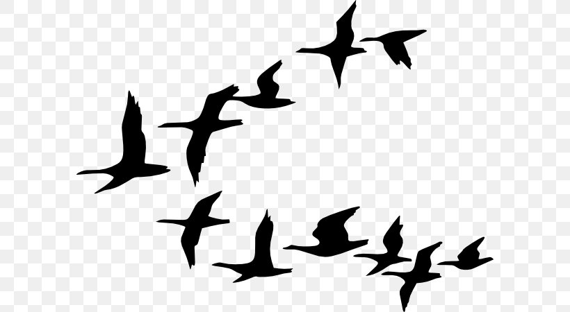 Duck Goose Bird Flock Clip Art, PNG, 600x450px, Duck, Beak.