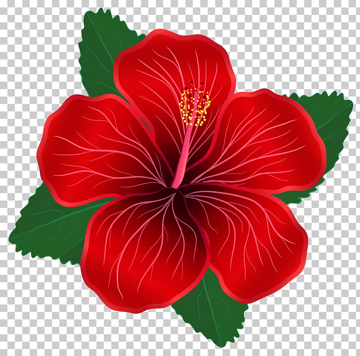 Flor roja, flores rojas s PNG Clipart.