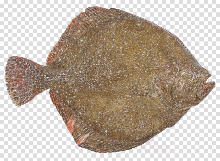 flatfish fish sole flounder fish clipart.
