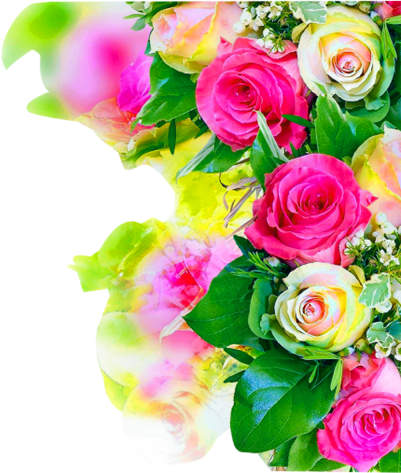 Rose Flower Background Hd.