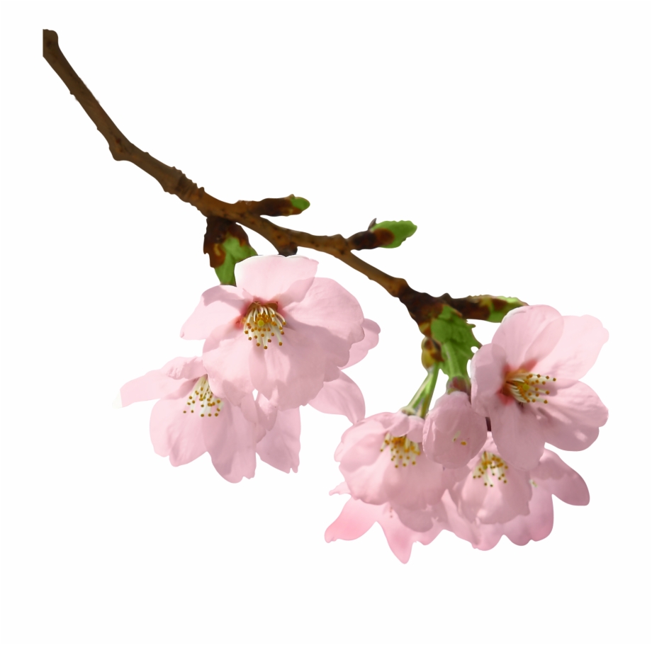 Flowers Branch Png.