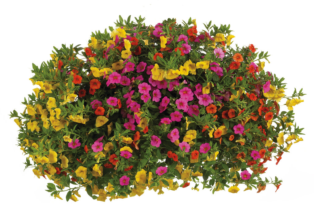 Flower Bushes Png (109+ images in Collection) Page 1.