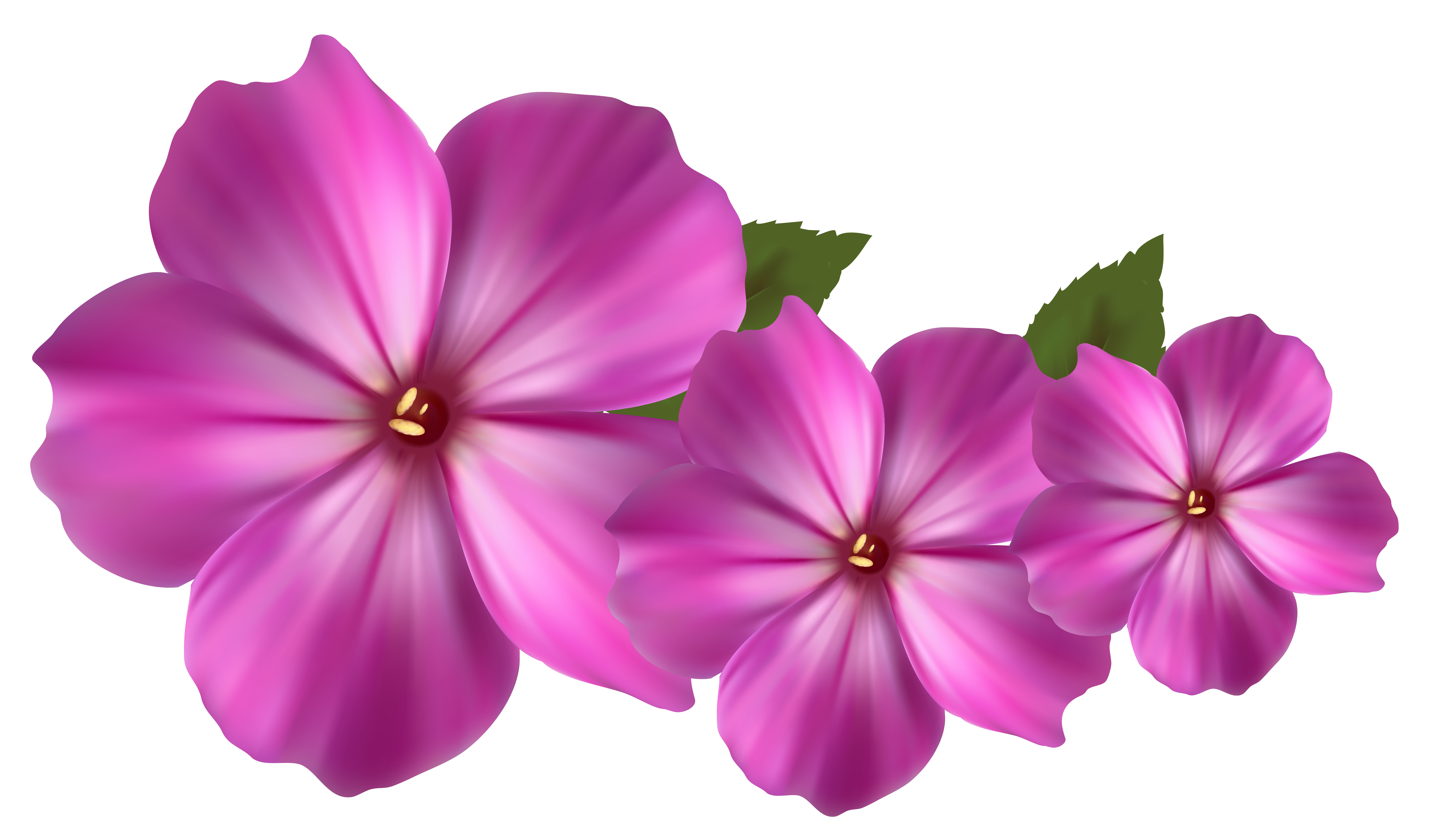 Flower Capsules Clipart 20 Free Cliparts Download Images On