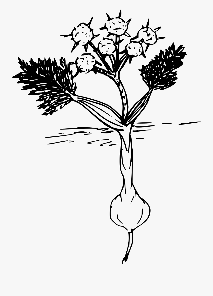 Flower Roots Clipart.