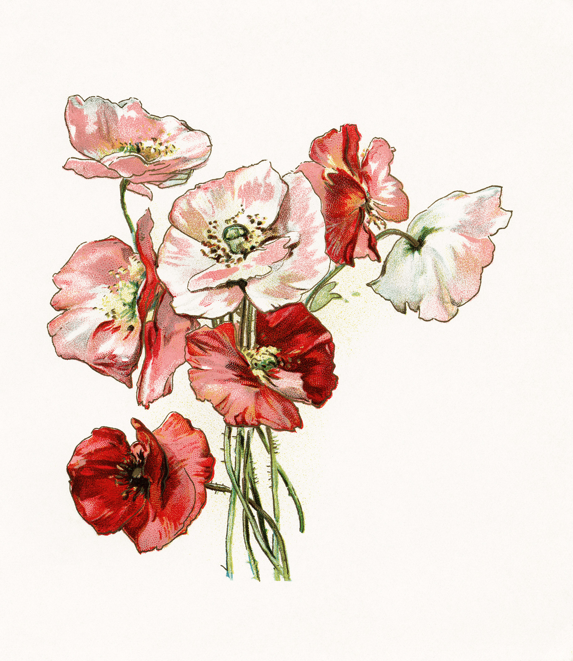 free flower illustrations download