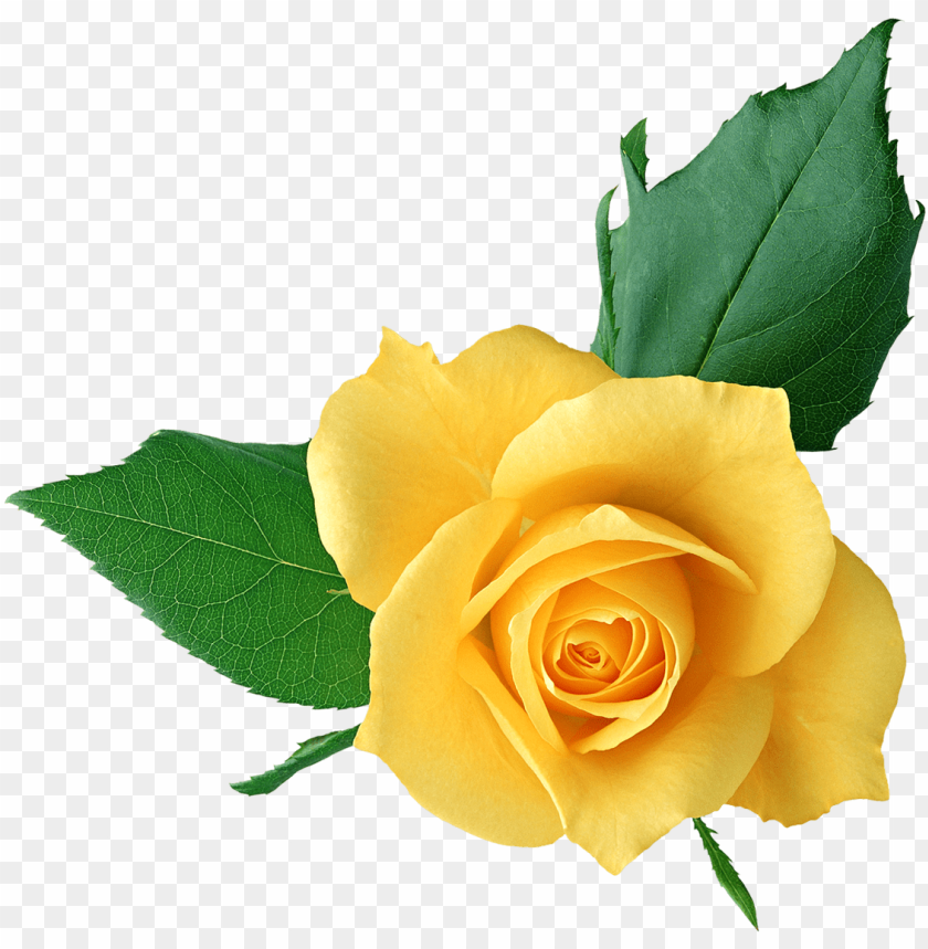 yellow flower clipart png format.