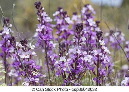Stock Photos of Flora of Gran Canaria.