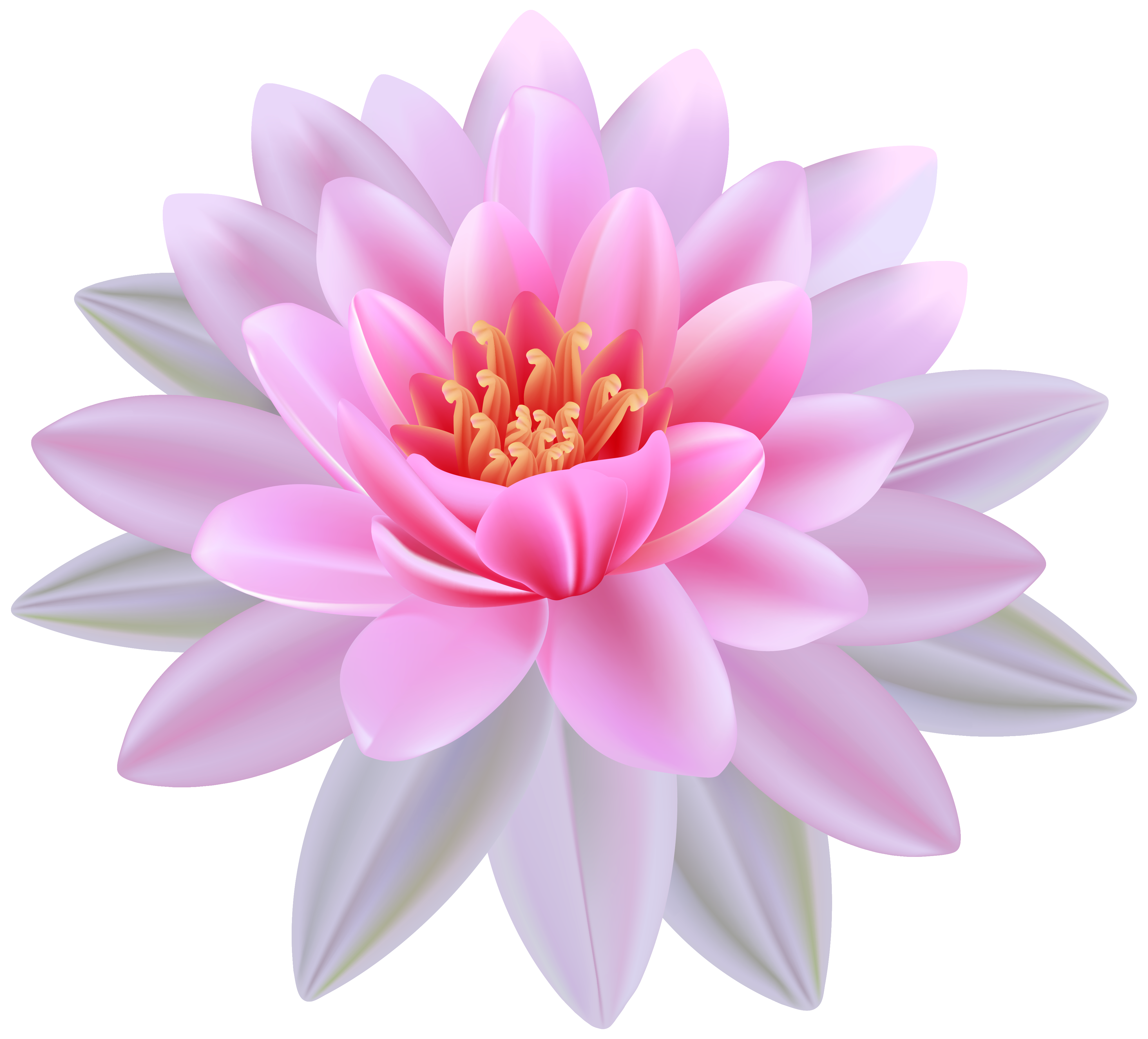 Pink Water Lily Flower Clip Art.
