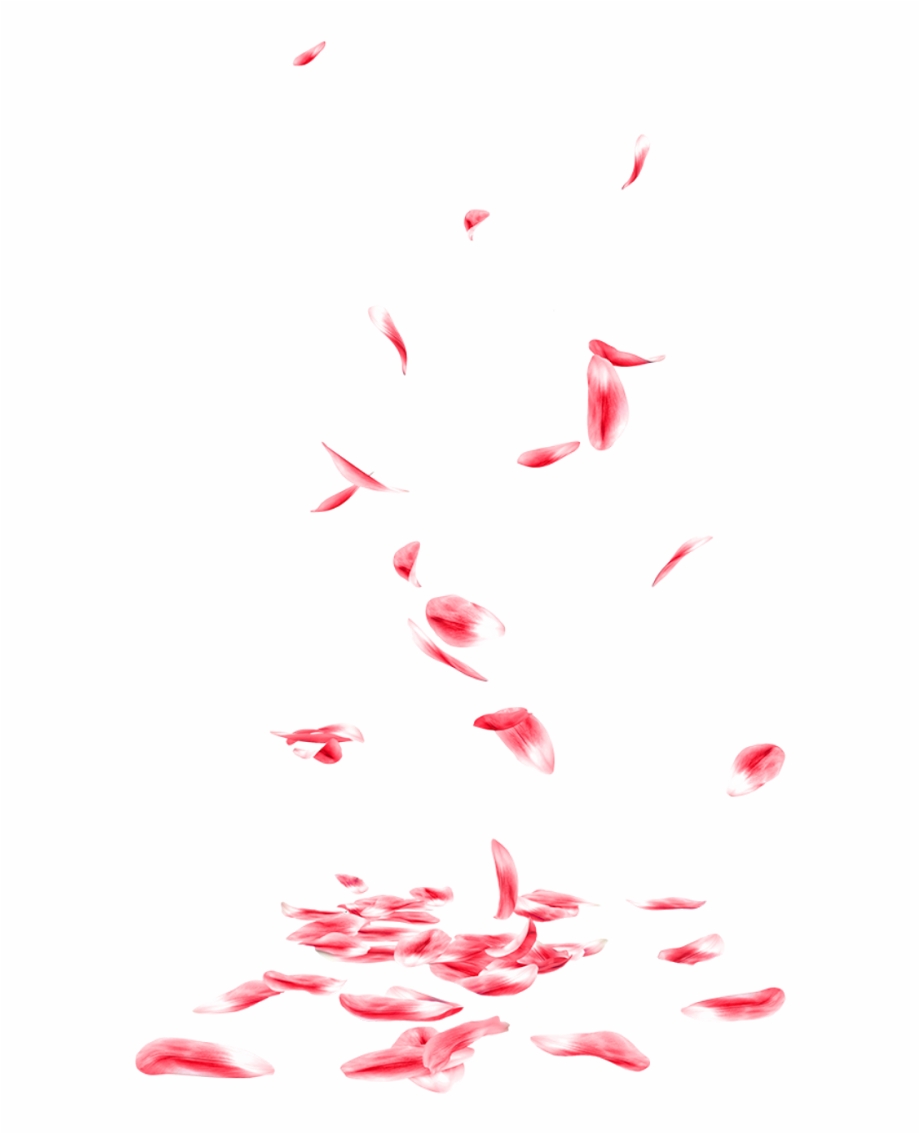 flower petals png 10 free Cliparts | Download images on Clipground 2021