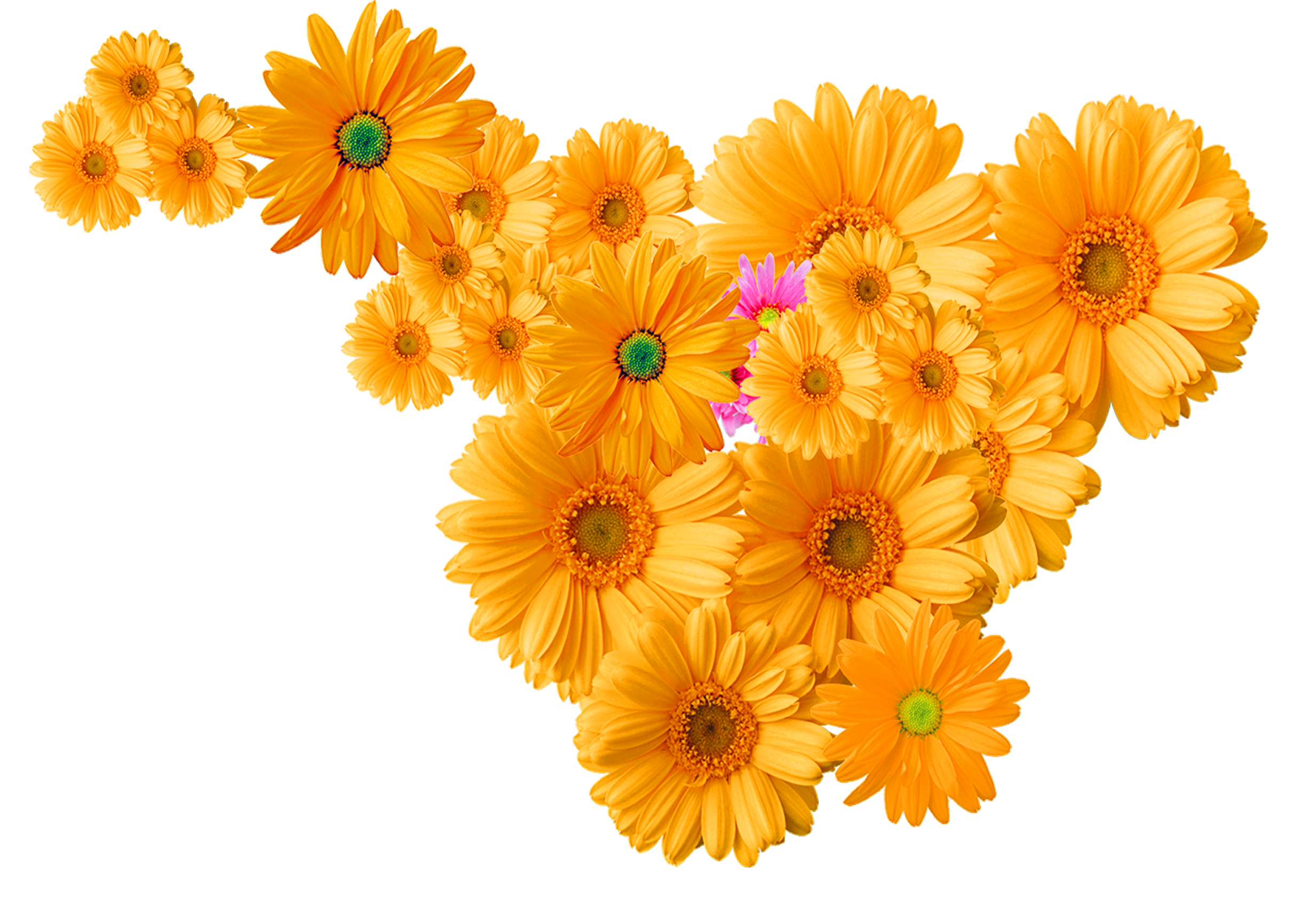 flower png transparent 10 free Cliparts | Download images on Clipground