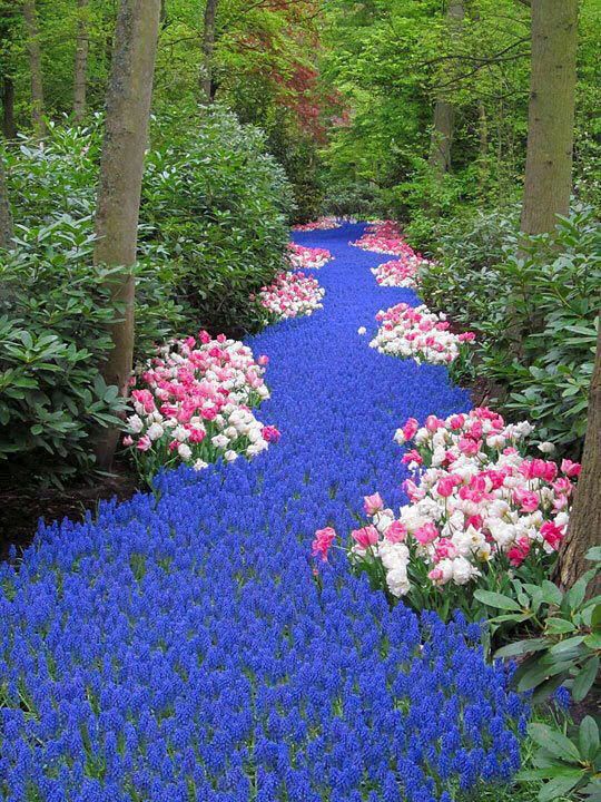 Beautiful river of blue flowers.