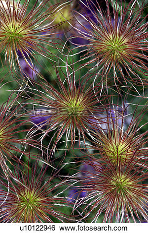 Stock Images of Anenome Pulsatilla.