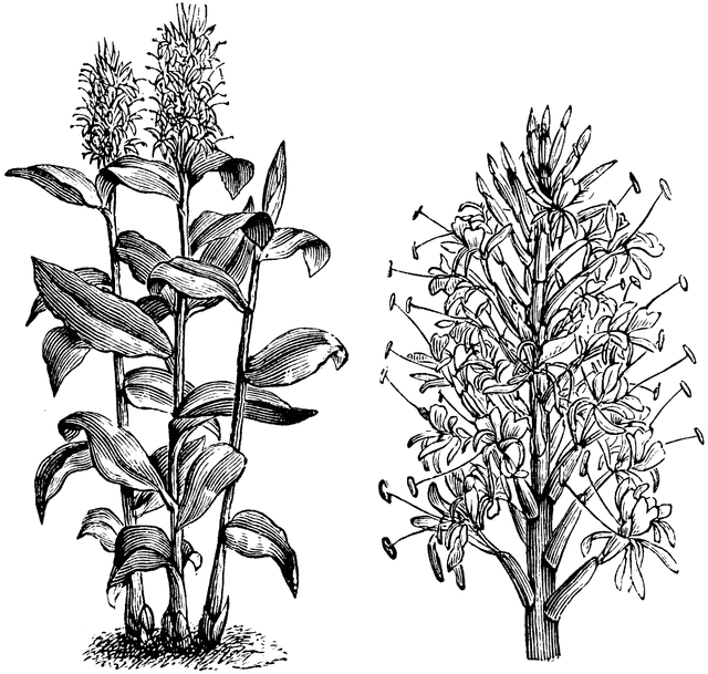Habit and Detached Flower Spike of Hedychium Gardnerianum.