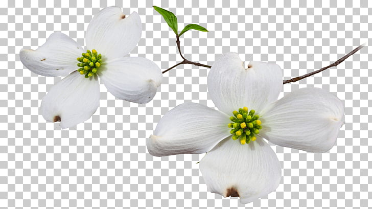 Flowering dogwood Blossom , vision board s and quotes PNG.