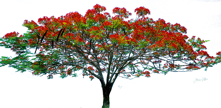 Flowering Tree Clipart.