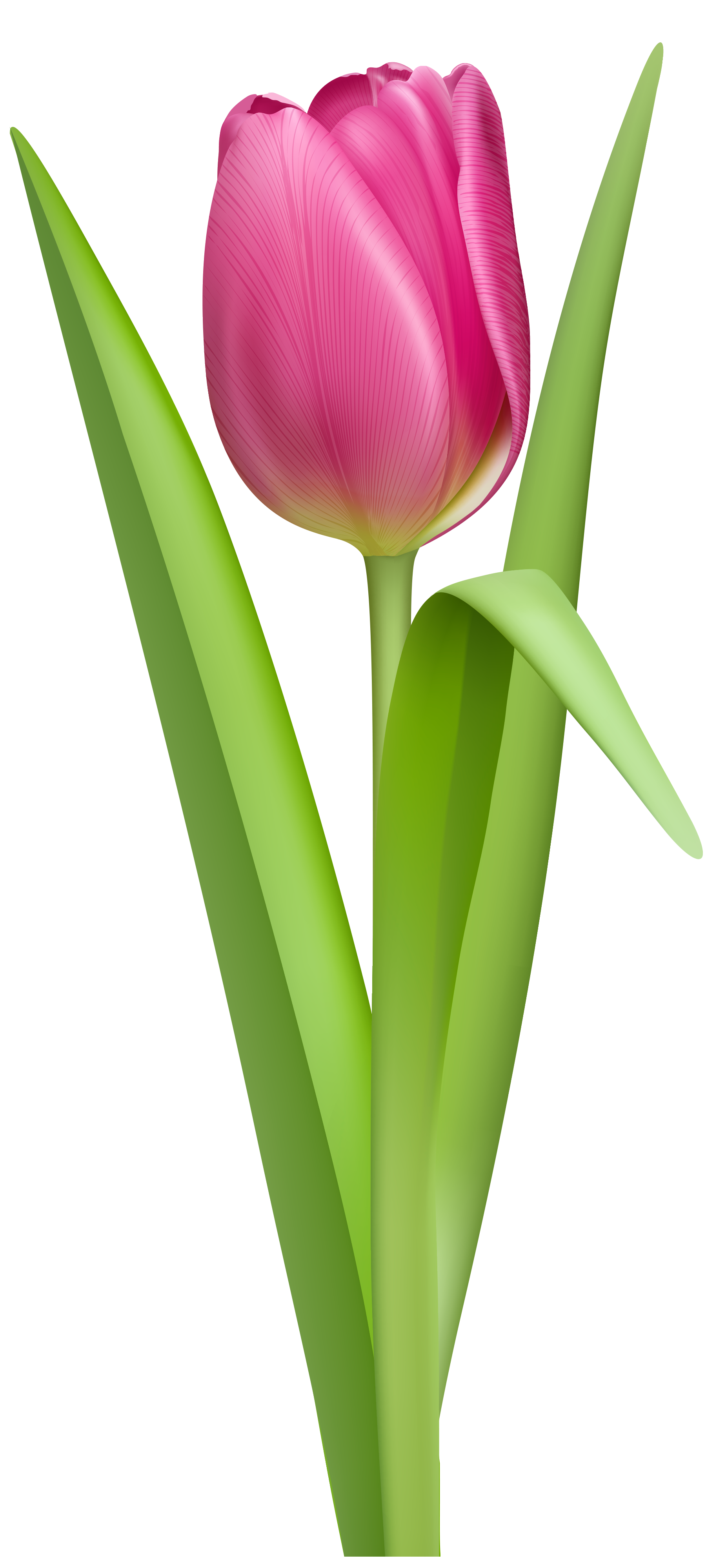 tulip clipart no background #42.