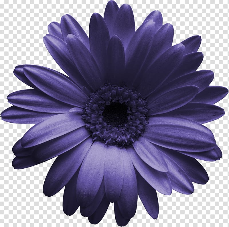 Transvaal daisy Gerber format Chrysanthemum , purple flower.