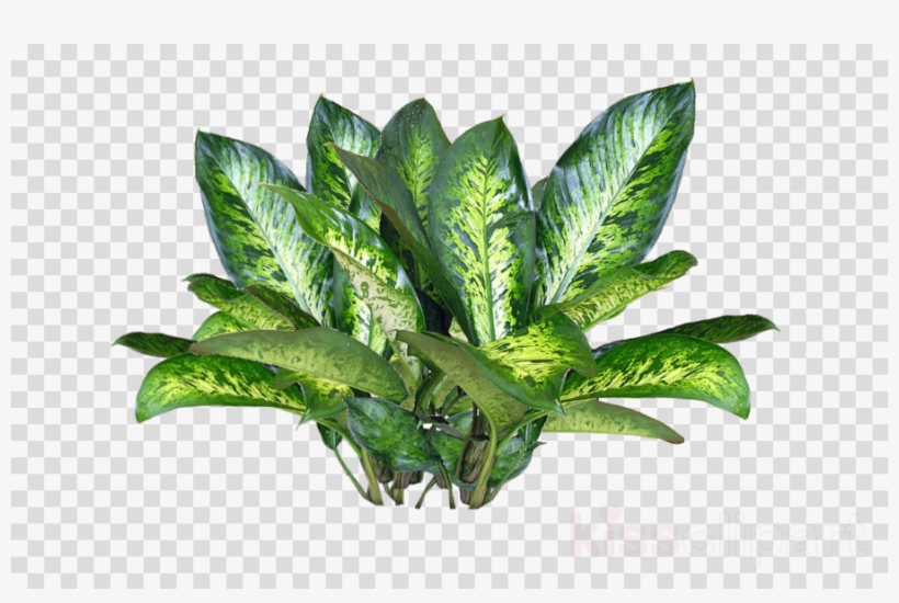 Plant Texture Png Clipart Plants.