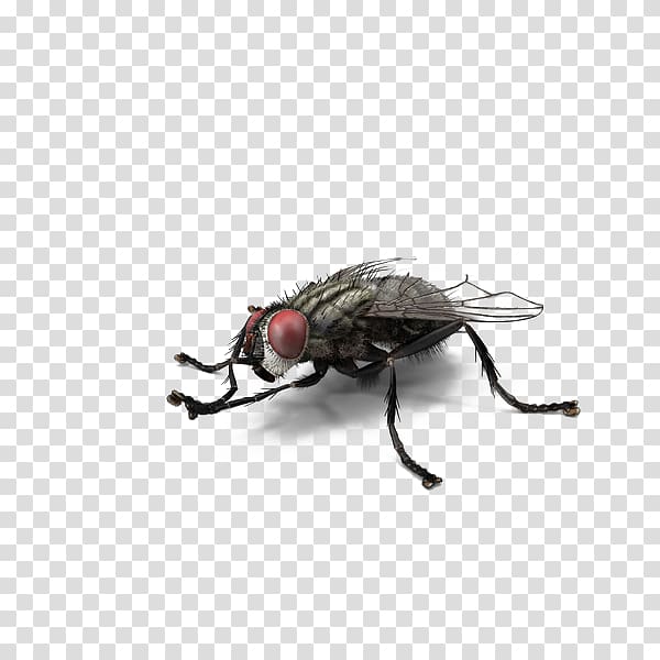 Fly Insect , Red.