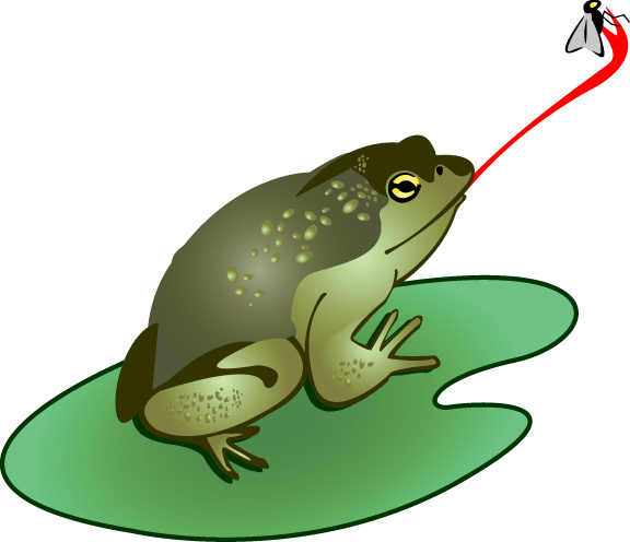Frog eating fly clipart.