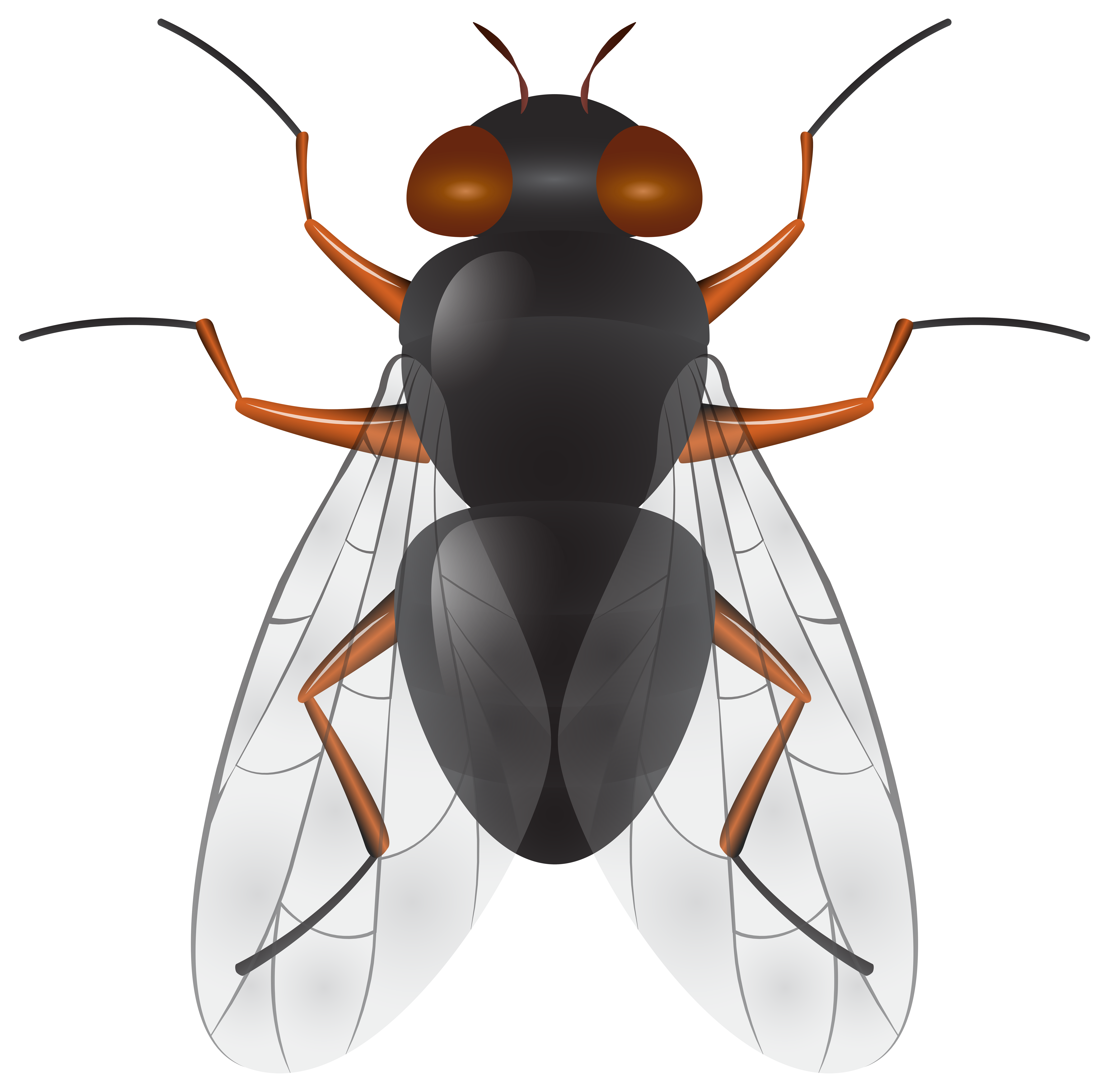 Fly PNG Clip Art.