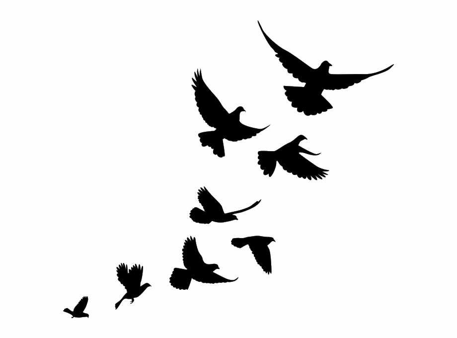 Flying Bird Outline Clipart 10 Free Cliparts Download Images On 