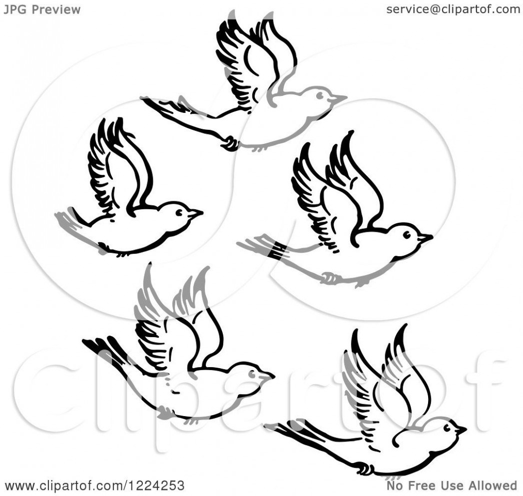 Clipart of Black and White Five Flying Birds.
