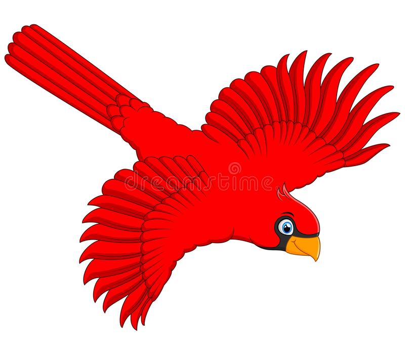 Flying Cardinal Stock Illustrations.